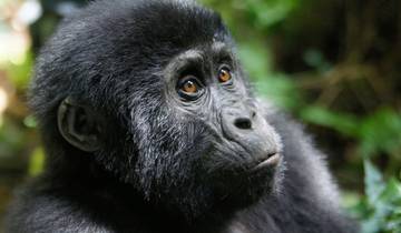 3 Days Gorilla Trekking in Uganda Tour