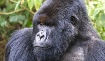 Gorilla- & wildlife-safari – 5 dagen-rondreis