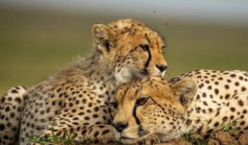 7 Days Tanzania Safari * Manyara, Serengeti ,Olduvai Gorge and Ngorongoro Crater* Tour