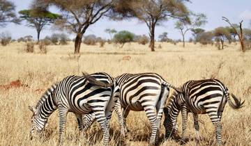 Safari por el norte de Tanzania. - alojamiento y transporte incluidos.