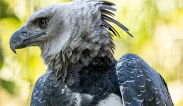 Harpy and Quetzal in Focus