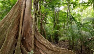 Harpy and Quetzal in Focus