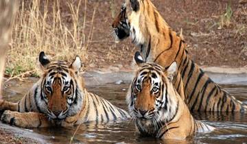 Discover the Wonders of Dudhwa Kishanpur Wildlife Tour Tour