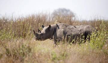 Neushoorns in de Ngorongorokrater (Overnachting en vervoer inbegrepen)