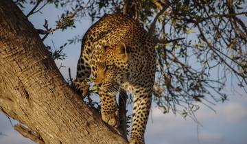 4 Days join group lodge safari in Tanzania Tour