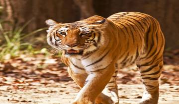16 Days of Wildlife Tour in India with Taj Mahal(ALL INCLUSIVE) Tour