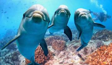 DOLPHIN HOUSE Tour