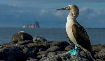 Galapagos Wildlife Entdeckungsreise (2 unbewohnte Inseln) - 5 Tage