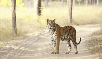 India Wildlife & Cultural Short Trip Tour