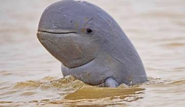 Irrawaddy Dolphin Kayaking: Visit Kratie from Phnom Penh Tour