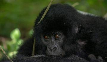 Uganda: Gorilla, Schimpansen und Wildtiere Safari -7 Tage Rundreise