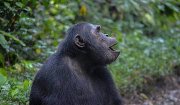 Afrikanische Dschungel Safari - 18 Tage Rundreise