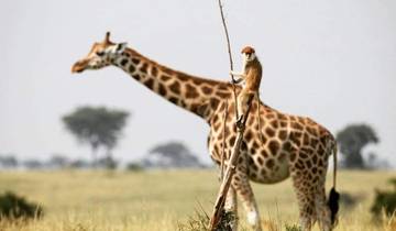 6 dagen safari door Oeganda-rondreis