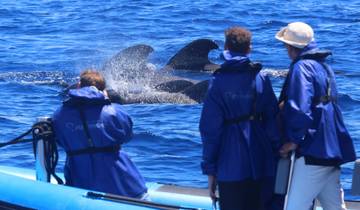 The Whales Expedition