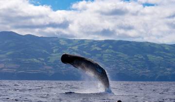 The Whales Expedition