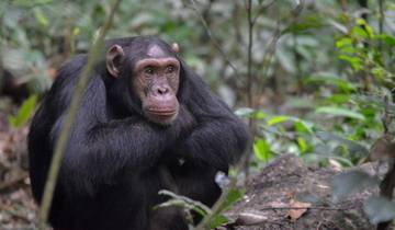 5 Days Gorilla And Chimpanzee Uganda Safari Tour