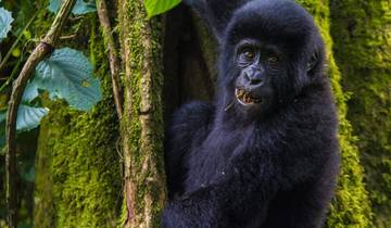 3 Days Gorilla Habituation Experience Tour