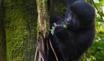 5 Days Gorillas and Source of River Nile White Water Rafting Safari Tour