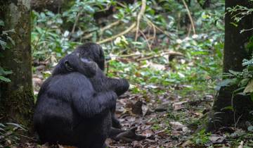 5 Days Chimpanzee and Gorilla Habituation Experience Safari Tour