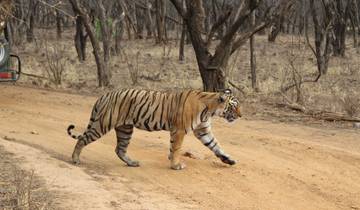 Ranthambore Tiger Photography Tour Tour