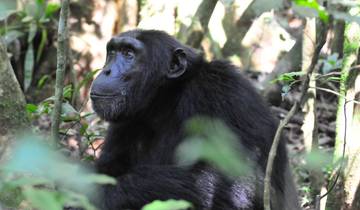 7 Days Luxury Gorilla, Chimpanzee & Wildlife Uganda Safari Tour