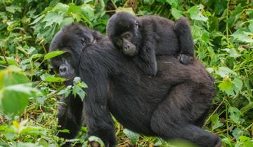 3 Days Luxury Gorilla Trekking Uganda Tour