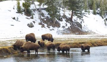 Yellowstone: Wilde Tiere im Winter erleben