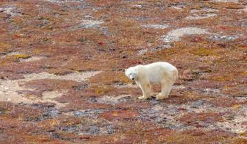 Polar Bear Adventure Tour