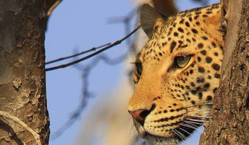 Leopard Safari - 17 days Tour