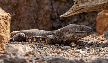 8 Days in El Hierro, incl. Valverde and La Frontera