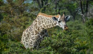 Du Kilimandjaro à Zanzibar 11 jours de safari et d\'aventures sur les îles tropicales circuit