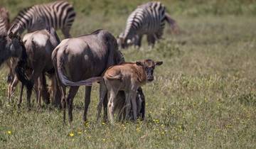 Au départ d\'Arusha, 11 jours d\'un incroyable safari en Tanzanie du Nord circuit