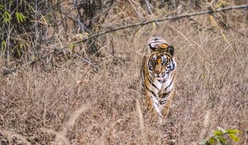 Ultimate Tiger Safari Tour in India with Mumbai Tour