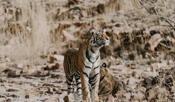 Rajasthan Wildlife Safari Tour Tour