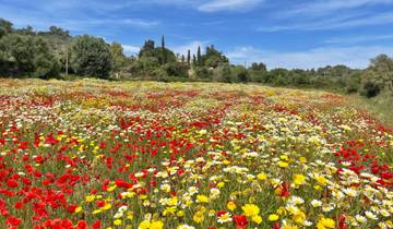 7 Day Mallorca Cycling Itinerary, incl. Portocolom and Porto Cristo