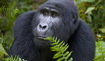Great African Expedition Northbound - 56 days Tour
