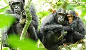 7 Days Amazing Big Five, Chimp & Gorilla Trekking Safari Tour