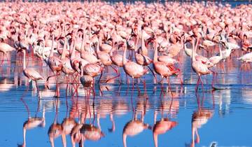 10 Days in Kenya Safari, incl. Nairobi and Masai Mara