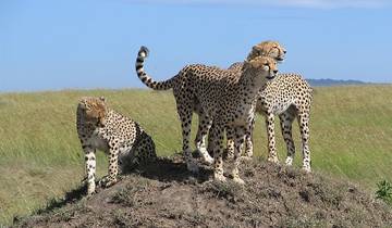 10 Days in Kenya Safari, incl. Nairobi and Masai Mara