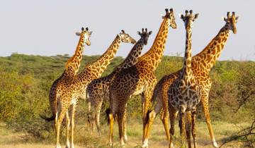 Manyara Serengeti & Ngorongoro - 5 Tage