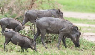 Tansania Great Wildebeest Migration Mara River Cross Safari