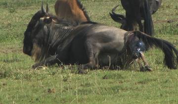 9 Days Wildebeest Migration Tanzania Calving Season Tour