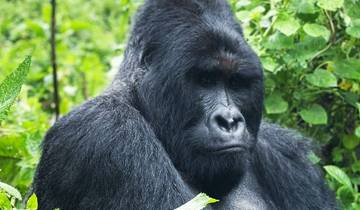 3 Days Uganda Gorilla Trekking Safari