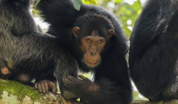 Gorillas & East Africa Explorer (Accommodated) - 39 days Tour