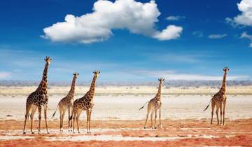 Namibia & Cape Discovery (Accommodated) - 11 days Tour