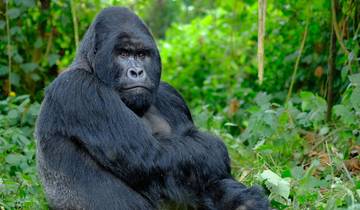 Uganda & Gorilla Trek Express (Accommodated) - 6 days