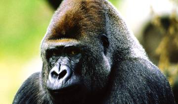 Uganda & Gorilla Trek Express - 6 days