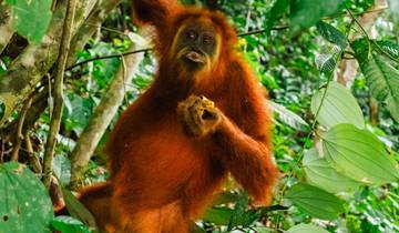 26 Days in Indonesia, incl. Sumatra and Bali