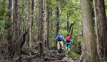 Japan Autumn Tour Inclu. Kumano Kodo Trail (Private Customize) Tour
