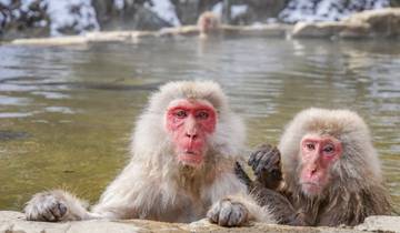 Circuit hivernal au Japon avec Monkey Onsen (privé sur mesure) circuit